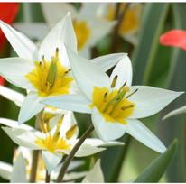 Botaninė tulpė 'Turkestanica', 50 vnt.