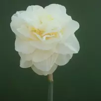 Narcizai "Easter Born" - 50 vnt.