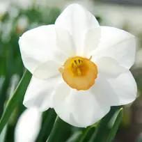 Narcizai "Sophie Girl" - 50 vnt.