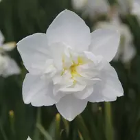 Narcizai "Snowball" - 5 vnt.