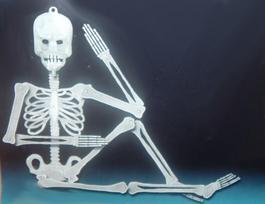 Skeletas 80cm