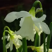 Narcizai "W.P. Milner" - 20 vnt.