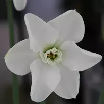 Narcizai "Arctic Gem" - 10 vnt.