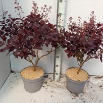Dekoratyvinis krūmas, pūkenis "Royal Purple", vazonėlio skersmuo 23 cm.