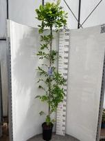 Vijoklinis augalas, visterija "Domino",  vazonėlio skersmuo 21 cm.