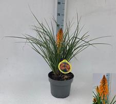 Daugiametė gėlė, knipofija "Orange Bzale", vazonėlio skersmuo 23 cm.