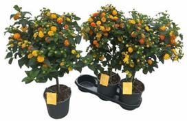 Vienmetė gėlė, lantana "Simon Orange", vazonėlio skersmuo 19 cm.