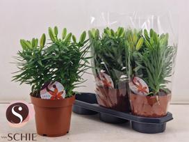 Daugiametė gėlė, lelija "Matrix Orange", vazonėlio skersmuo 19 cm.