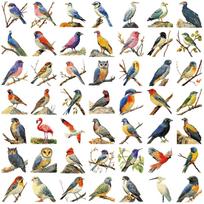 50 Cartoon Watercolor Bird Doodle Stickers Decorative Guitar Notebook Suitcase DIY Waterproof