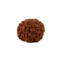 Rudraksha vaikams iki 14 metų (6 mukhi), Rudrakšos karoliukas (šešiaveidis) vaikams iki 14 metų Isha Life