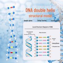 Kepu DNA Double Helix Structure Model Kit