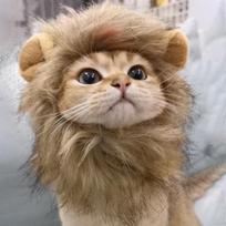 Funny Lion Mane Cat Wig Hat Cute Pets Clothes Cap Fancy Party Dogs Cosplay Costume Kitten Hat with Ears Accessories Cat Costume (as the picture,Small) brown