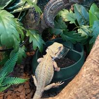 Praktiška-Roplių chameleonų valgykla su užkandžių loveliu, vandens lašintuvas gėrimui varliagyviams, vabzdžiams, driežams JAV kištukas