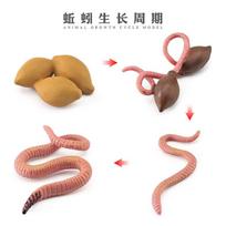 High-Quality Animal High-Quality Life High-Quality Cycle High-Quality Board High-Quality Children High-Quality Toy High-Quality Montessori