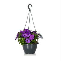Gėlė petunija, 15 cm, ø15 cm
