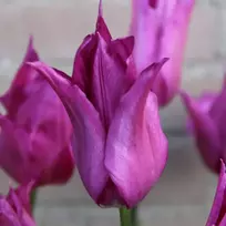 Tulpė "Violetinė Dream" - 5 vnt.