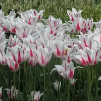 Tulpė "Marilyn" - 20 vnt.