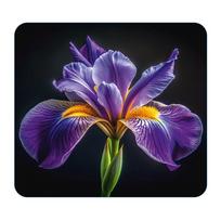Iš grūdinto stiklo aksesuaras viryklei 50x56 cm Iris – Wenko