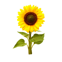 Click and Grow Refill 3-pack - Mini Sunflowers