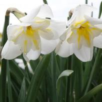 Svogūnėliai Narcizai "Lemon Beauty" - 5 vnt.