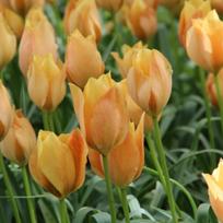 Svogūnėliai Botaninė tulpė batalinii "Bright Gem" - 50 vnt.