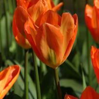 Svogūnėliai Tulpė „Orange Emperor“ - 50 vnt.