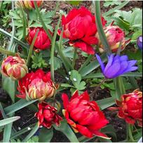 Svogūnėliai Pilnavidurė botaninė tulpė "Samantha" - 20 vnt.