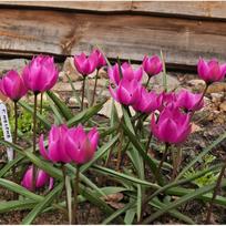 Svogūnėliai Botaninė tulpė "Helene" - 50 vnt.