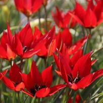 Svogūnėliai Botaninė tulpė "Lizzy" - 50 vnt.