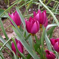 Svogūnėliai Botaninė tulpė humilis "Odalisque" - 50 vnt.