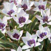 Svogūnėliai Botaninė tulpė humilis coerulea oculata alba - 5 vnt.