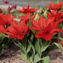 Svogūnėliai Botaninė tulpė praestans 'Zwanenburg Variety' - 50 vnt.