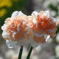 Svogūnėliai Narcizai "Flower Surprise" - 10 vnt.