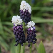 Svogūnėliai Žydrės latifolium "Grape Ice" - 50 vnt.