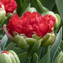 Svogūnėliai Tulpė bijūninė ankstyva „Promiss“ - 20 vnt.