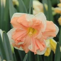 Svogūnėliai Narcizai "Apricot Whirl" - 50 vnt.