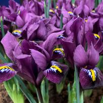 Svogūnėliai Tinklinis vilkdalgis "Purple Hill" - 10 vnt.