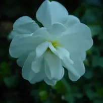 Svogūnėliai Narcizai "Albus Plenus Odoratus" - 5 vnt.