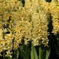 Svogūnėliai Hiacintas "Yellow Queen" - 5 vnt.