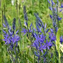 Svogūnėliai Kamasija leichtlinii "Maybelle" - 5 vnt.