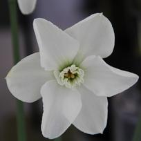 Svogūnėliai Narcizai "Arctic Gem" - 3 vnt.