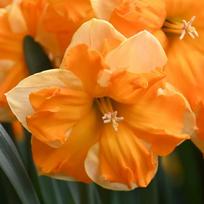 Svogūnėliai Narcizai "Outright Orange" - 50 vnt.