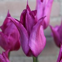 Svogūnėliai Tulpė "Purple Dream" - 5 vnt.