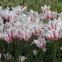 Svogūnėliai Tulpė "Marilyn" - 20 vnt.