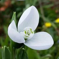 Svogūnėliai Snieguolės "Polar Bear" - 5 vnt.
