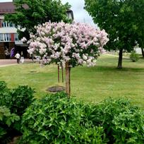 Alyvos tankiašakės ant stiebo „Palibin“ (lot. Syringa meyeri „Palibin“)