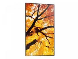 SHARP Monitor M652 65 inches 24/7 550cd/m2