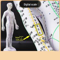 62cm Acupuncture Points Human Body Model 62cm