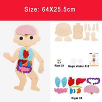 Montessori Human Body Torso Felt Model Educational Toys Kids Organs Cognitive Dressing Parish Open Learning Material Puzzle Game