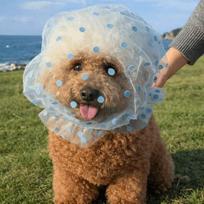 Breathable Dog Anti-Eating Veil Comfort Adjustable Pet Dog Mouth Cover Elastic Polyester Anti Licking Headband Behavior Control mėlyna